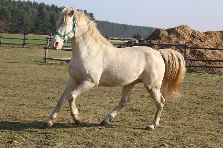 Missouri Foxtrotter Zuchthengst Pawnee in Smoky Cream 